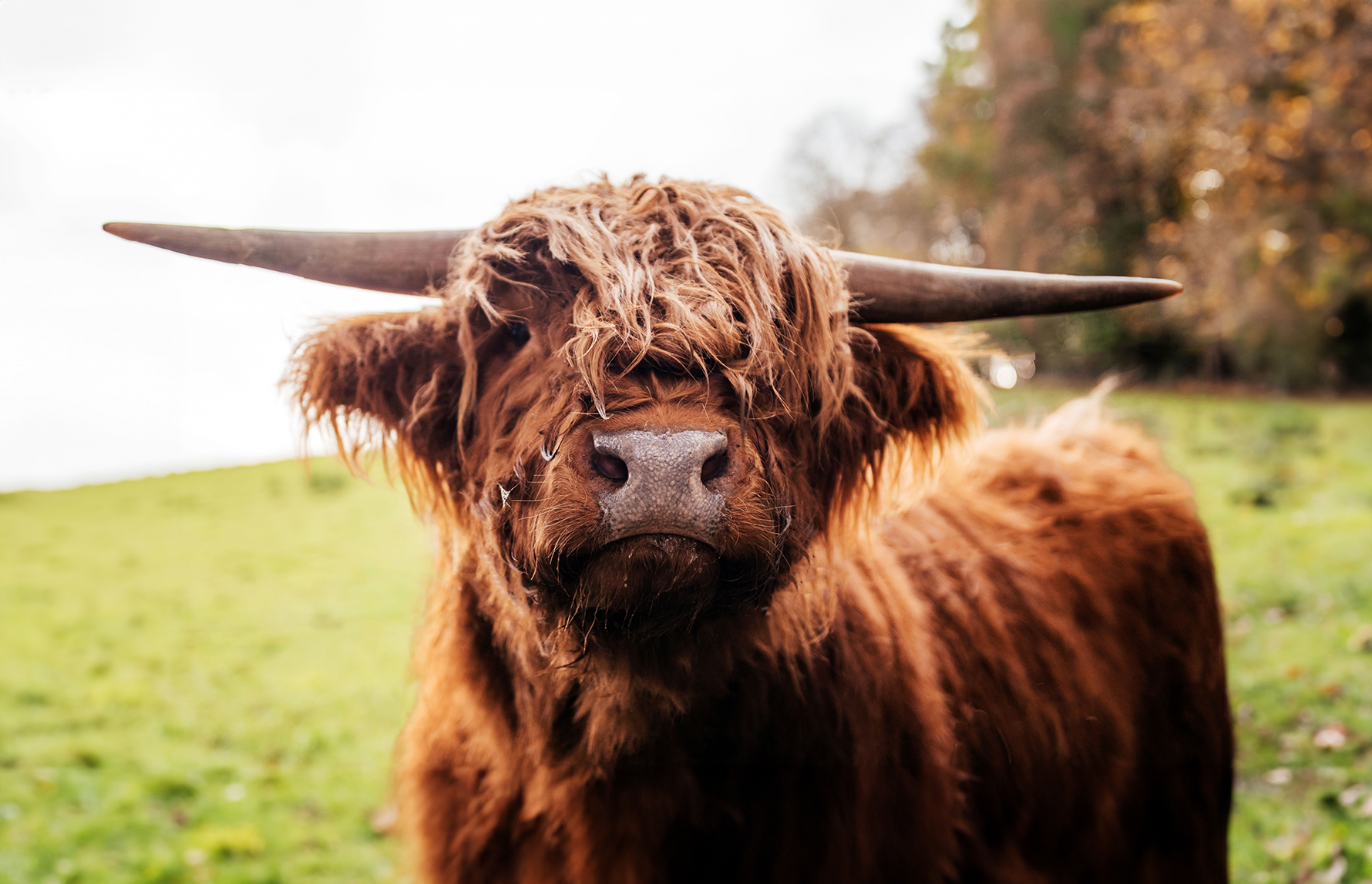 Highland Cow - The iconic Hairy Coo