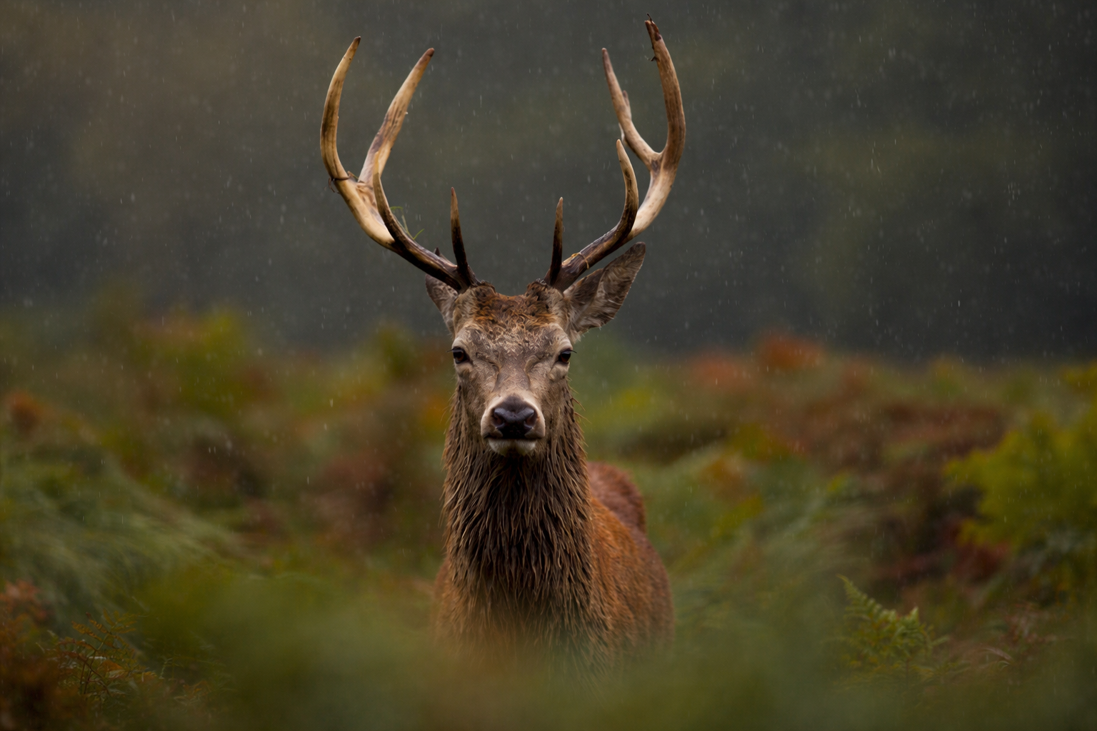 Wildlife on a Highland road trip - Red deer crossing the A82 near Glencoe in Scotland