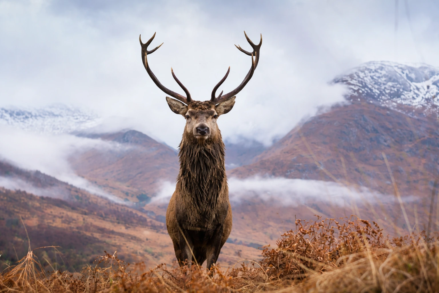 Wildlife in the Scottish Highlands