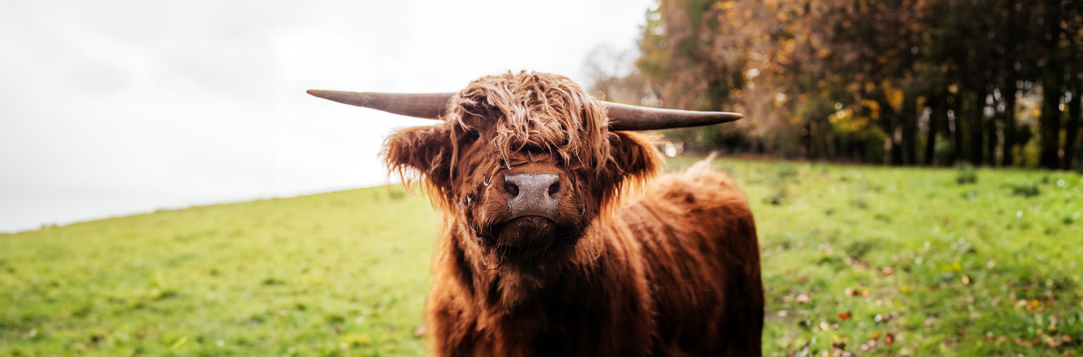 Highland Cow at 23s - Video Preview